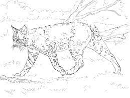 Hundreds of free spring coloring pages that will keep children busy for hours. Realistic Bobcat Coloring Page Free Printable Coloring Pages Farm Animal Coloring Pages Coloring Pages Cute Coloring Pages