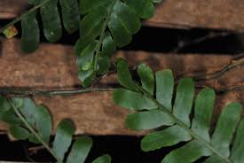 Image result for Arthropteris
