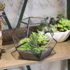 Polyhedron Succulent Cactus And Small Plant Geometric Terrarium Succulentos Geometric Terrarium Terrarium Containers Glass Terrarium