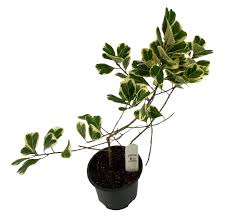 Image result for F kus Ficus