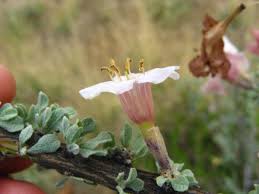 Image result for Rhigozum trichotomum