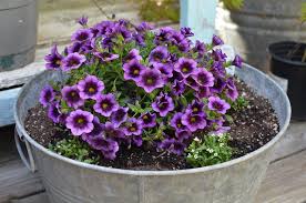 Image result for foto Million Bells