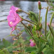Image result for Epilobium hirsutum