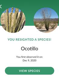 Image result for Xerophyta eylesii