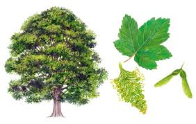 A Simple Guide To Identifying British Trees Country Life