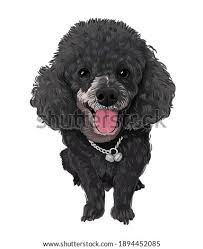 Profitez de millions d'applications android récentes, de jeux, de titres musicaux, de films, de séries, de livres, de magazines, et plus encore. Directory Listing For Sodium Source Tarball Hackage Poodle Clipart Stunning Free Transparent Png Clipart Images Free Download