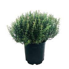 Maybe you would like to learn more about one of these? Plant De Thym Commun Pot De 1 Litre Truffaut