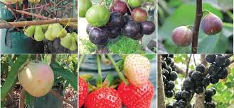 Menanam jeruk dalam pot adalah pilihan yang sangat tepat. Agromedia Lima Tanaman Buah Populer Cocok Dengan Teknik Tabulampot Agromedia