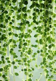 Ceropegia Comment Cultiver La Chaine Des Cœurs En Interieur Mur Vegetal Exterieur Succulentes Suspendu Ceropegia