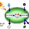 Use the photosynthetic equation to support your answer. 1