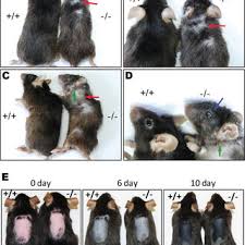 Dry hair loss can be associated with both the frequency of their coloring and the type of color chosen. Old Cidea Mice Exhibit Dry Hair And Hair Loss Phenotype A To D Download Scientific Diagram