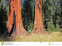 Image result for ç¾Žæ´²çº¢æ‰