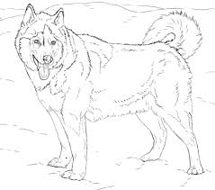 The image is of a siberian husky puppy breed who are known for their affectionate, friendly & playful nature. Husky Free Printable Coloring Pages For Girls And Boys