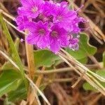 Image result for Commicarpus pedunculosus