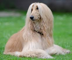 Aac, 48000 hz, stereo | video: ã‚¢ãƒ•ã‚¬ãƒ³ ãƒã‚¦ãƒ³ãƒ‰ ãƒŽã‚¢ã®æ–¹èˆŸã«ä¹—ã£ãŸ æœ€å¤ã®çŠ¬ç¨® è¶…çµ¶ãƒžã‚¤ãƒšãƒ¼ã‚¹ãªæ€§æ ¼ã®ã‚¢ãƒ•ã‚¬ãƒ³ ãƒã‚¦ãƒ³ãƒ‰ ç‰¹å¾´ æ€§æ ¼ãªã© çŠ¬ã®å›³é''