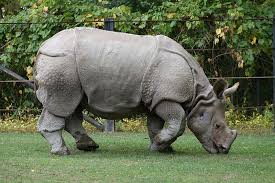10 Most Endangered Animals In The World Javan Rhinoceros Rare Animals Endangered Animals