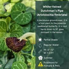 Image result for Aristolochiaceae