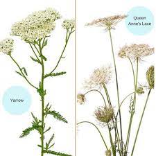 How To Grow Forage And Use Yarrow Plant Profiles Heirloom Gardener Yarrow Plant Medicinal Plants Plants
