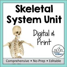 Skeletal System Worksheets Teaching Resources Tpt