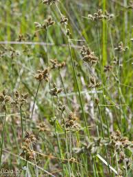 Image result for Fuirena pubescens