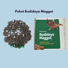 !ujuan dari praktikum budidaya maggot adalah  1. Jual Paket Budidaya Maggot Pupa Dan Buku Panduan Budidaya Maggot Kota Depok Biomagg Indonesia Tokopedia