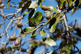 Image result for Parinari