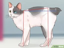 The japanese bobtail is a sociable, active breed known for its excellent health. How To Identify A Japanese Bobtail 9 Steps With Pictures