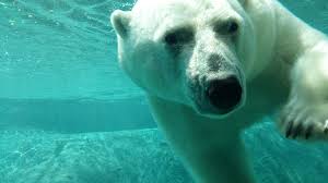 This is polar bear at the toronto zoo by jessica w on vimeo, the home for high quality videos and the people who love them. Polar Bears At Toronto Zoo Album On Imgur