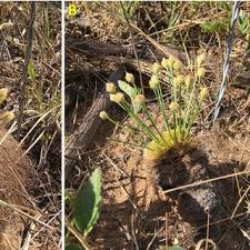 Image result for Bulbostylis megastachys