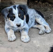 My Blue Heeler Border Collie Marshall As A Puppy Blueheelers What if we told you that you could have both if you decide to make a blue heeler border collie mix your new friend? my blue heeler border collie marshall