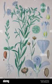 Image result for Linum