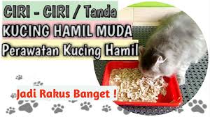 Karena sedang mengandung, tentunya energi yang dikeluarkan lebih banyak dan membuat ibu kucing cenderung nafsu makannya akan meningkat. Ciri Ciri Tanda Kucing Hamil Muda Perawatan Kucing Hamil Masa Kehamilan Kucing Youtube