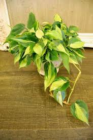 The Indoor Garden Variegated Philodendron Cordatum Philodendron Plants Indoor Plants