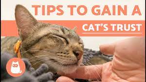 Tips to help turn a feral cat to friendly cat and a new competition!are you thinking of giving a stray or feral cat a. How To Gain The Trust Of A Cat Youtube
