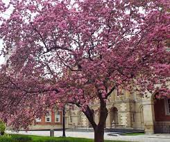 Watering requirements for flowering crabapples. How To Grow The Ever Flowering Crabapple Tree Tree Doctors Inc