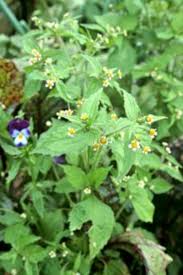 Image result for Galinsoga parviflora