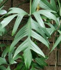 Pin By Erich Zelina On Pflanzen In 2020 Plants Weird Plants Rare Plants