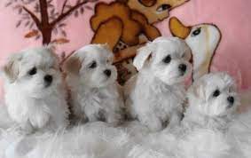 malteser welpen mit vdh dcnh fci feldkirch verkaufspunkt at puppies dogs animals