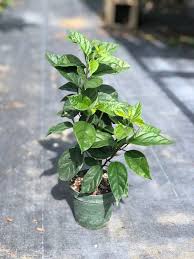 Image result for Clerodendrum toxicarium