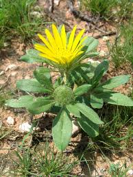 Image result for Hirpicium gazanioides