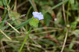 Image result for Crassocephalum montuosum