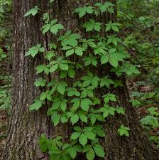Image result for Parthenocissus quinquefolia
