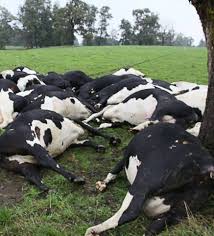 Q fever endocarditis, caused by coxiella burnetii, is fatal in 25% to 60% of patients. Declararan Alerta Sanitaria En Los Lagos Y Los Rios Por Brote De Fiebre Q