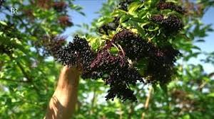 Aber holunder kann noch viel mehr! Holunder Erntezeit Fur Reife Hollerbeeren Unser Land Br Fernsehen