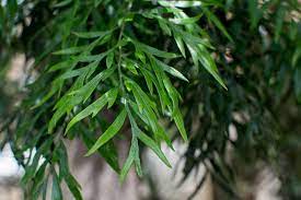 Silky oak ( grevillea robusta) is regarded as an environmental weed in new south wales and as a minor environmental weed or potential environmental weed in victoria. Grevillea Robusta Iplantz