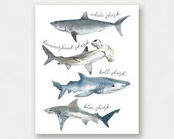 Shark Poster Shark Print Shark Species Watercolor Sharks Etsy Shark Nursery Shark Nursery Decor Boy Nursery Artwork