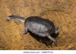 Image result for Hesperantha longicollis