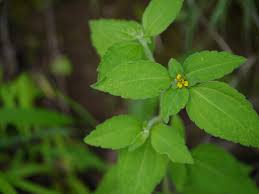 Image result for Sclerocarpus africanus