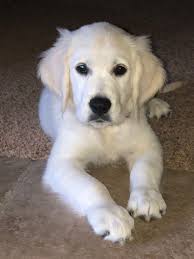 English Cream Golden Retriever Puppy Golden Retriever White Retriever Golden Retriever Baby Puppies