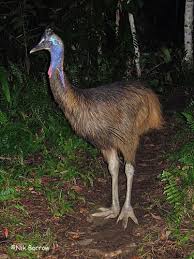 Birds That Cannot Fly With Their Names The Ultimate In Birding Tours Cassowary Funny Birds Bird